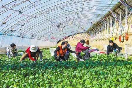 慶陽市西峰區 夯實群眾增收基礎