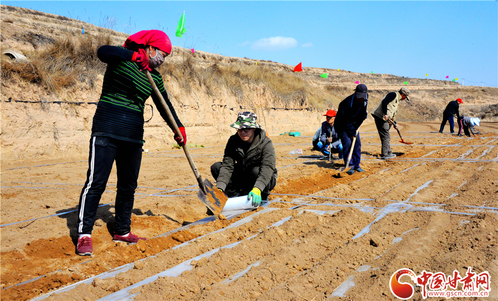 隴西縣多措并舉推進2萬畝中藥材綠色標準化藥源基地建設（圖）