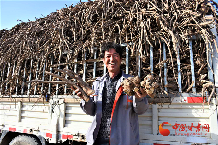 【決戰決勝脫貧攻堅】甘肅靜寧：鄉村種植藏木香 農戶闖出致富路