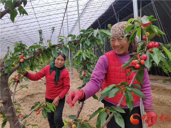 【甘肅省決戰決勝脫貧攻堅】櫻桃紅了 天水甘谷農民日子美了