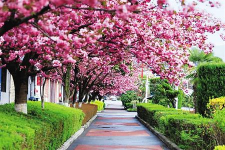 【印象隴原】去兩當(dāng)，與櫻花赴約