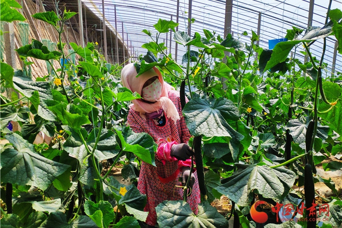 【甘肅省決戰決勝脫貧攻堅】張掖甘州區：國道黨旗紅 串起鄉村致富產業帶