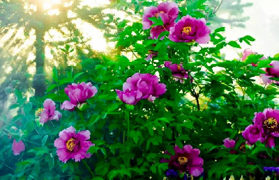 【“甘味”故事】“百花王”駕到！國色傾城正當(dāng)時(shí)
