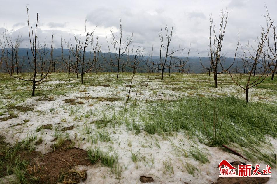 王銳在秦州區(qū)調(diào)研雹災情況 現(xiàn)場指導抗災救災工作