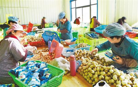 甘肅推動實施“六大特色農業(yè)產業(yè)”精準脫貧追蹤報道之菜產業(yè) 大菜園托起致富夢
