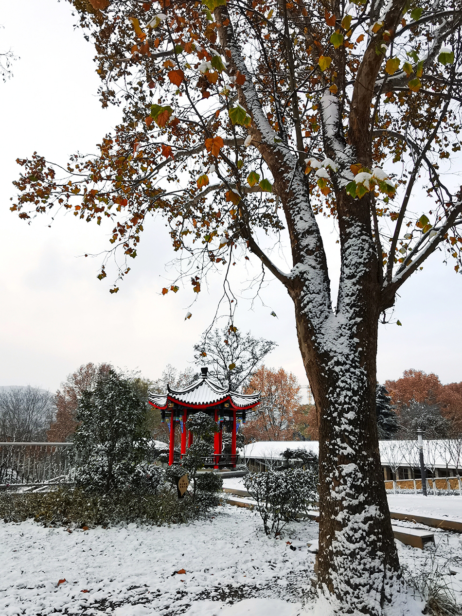 高清大圖|天水弘文園初雪，你喜歡嗎？
