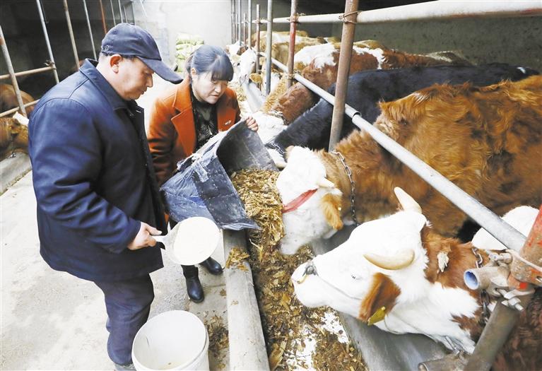 我和我的家鄉丨定西臨洮縣黨家墩村：“?！碑a業帶來“牛”日子