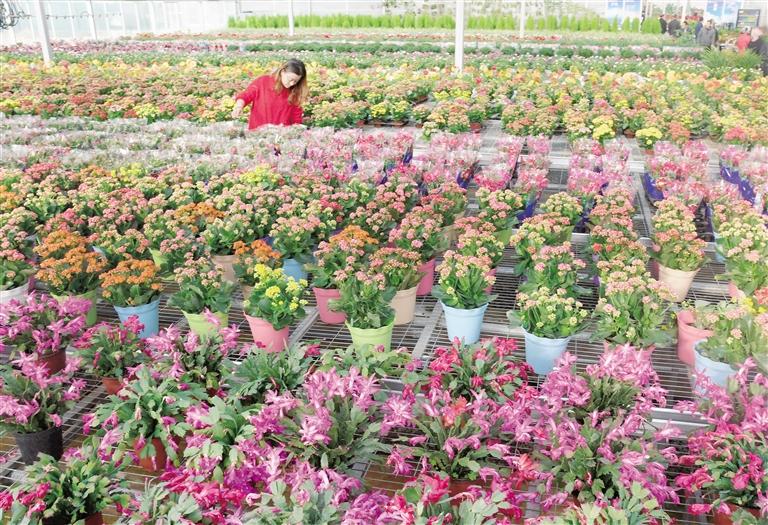臨夏縣20多萬株水仙花、杜鵑、蝴蝶蘭等60多種花卉競相綻放