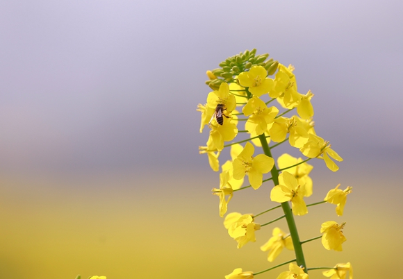 蜜蜂覓花。廖濤 攝 蜜蜂覓花。廖濤 攝