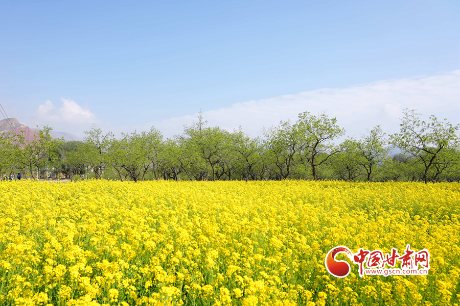 【隴拍客】臨夏永靖：油菜花開 遍地金黃好風光