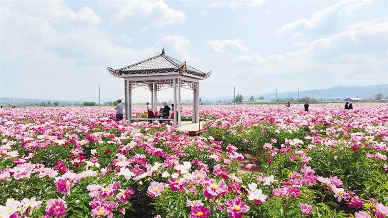 臨夏州鄉村振興示范村江牌村——芍藥花海引客來 農旅融合促振興