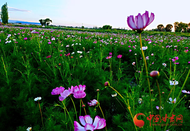 【小康圓夢(mèng)·看甘肅】瓜州：花卉盛開景似海 特色小鎮(zhèn)產(chǎn)業(yè)興