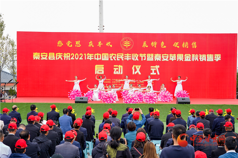 【慶豐收·感黨恩】天水秦安：豐收節曬蘋果 助力農民有個好“錢”景