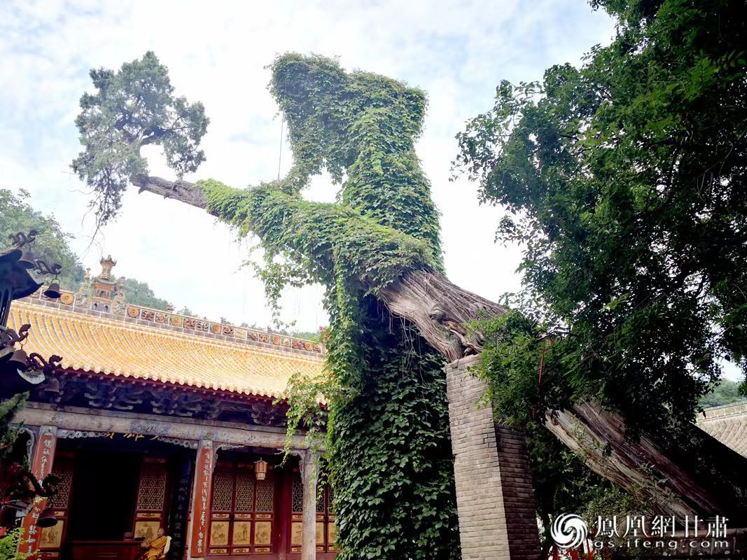 “山頭南郭寺，水號北流泉。老樹空庭得，清渠一邑傳。”杜甫詩中的“老樹”，指的就是這株春秋古柏，為南郭寺的“鎮(zhèn)寺之寶”。胡江 攝