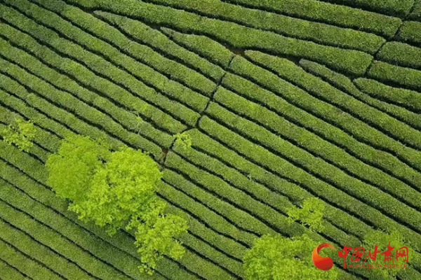 隴南武都：綠葉子變“金葉子” 小茶葉托起大產業
