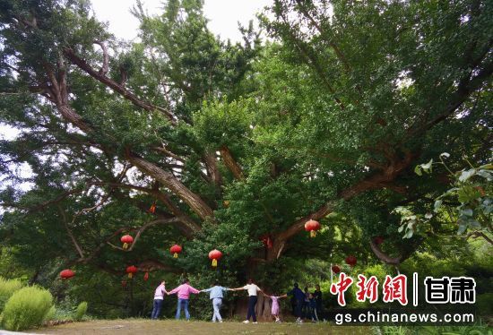 隴南徽縣境內(nèi)最古老的銀杏樹。當?shù)貍髡f,它已有千年樹齡。(資料圖)殷春永 攝