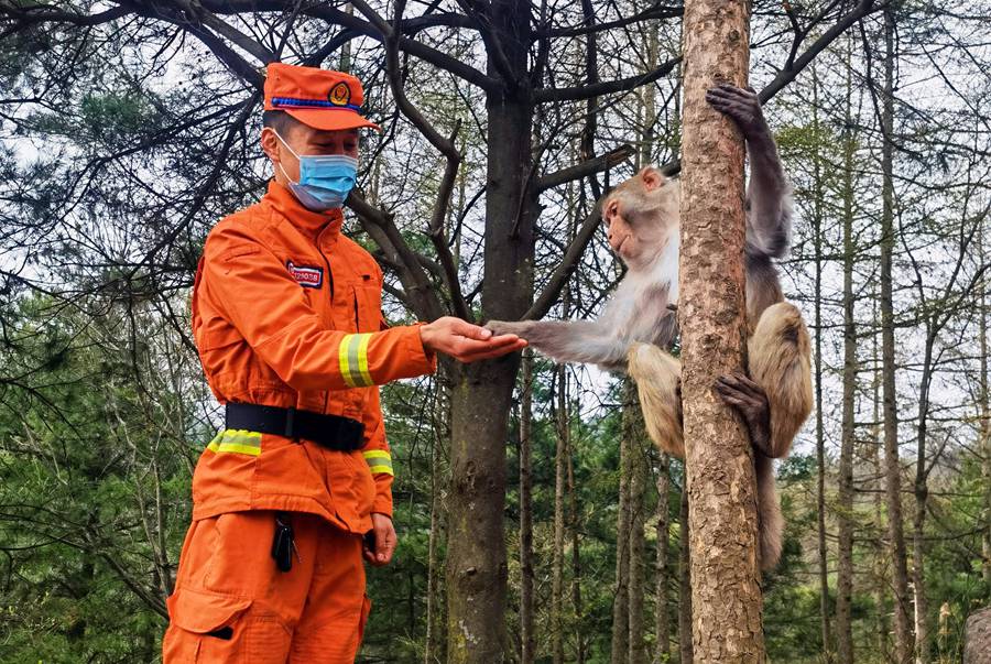 【甘快看】嗨！你好！甘肅隴南森林消防員巡護途中偶遇野生獼猴群