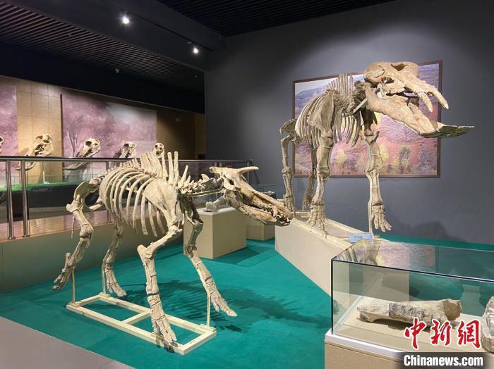 圖為5月底，和政縣古動物化石博物館內修復后的古生物化石?！「哒?攝