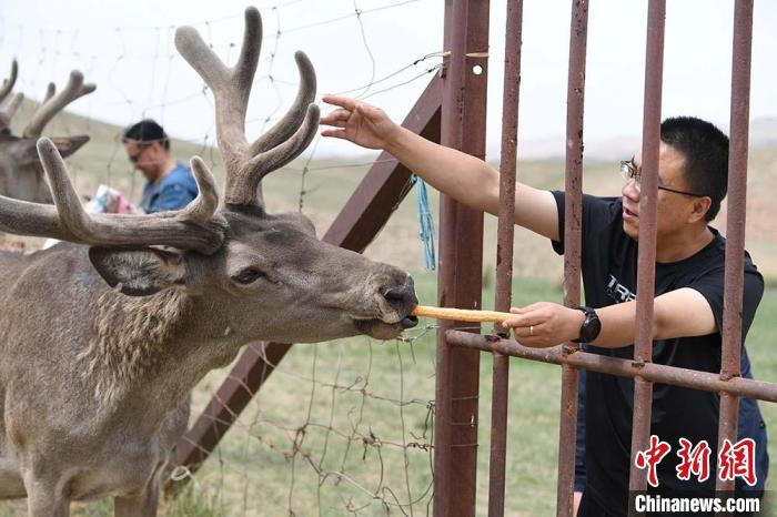 圖為游客在肅南縣馬鹿養殖場內體驗喂鹿。　楊艷敏 攝