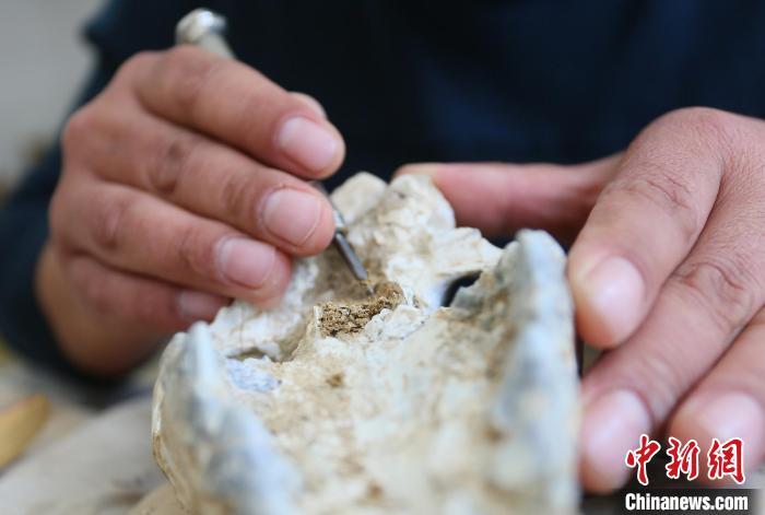 2022年6月,在和政古動物化石博物館內(nèi),古生物化石修復(fù)師對化石進(jìn)行修復(fù)。(資料圖) 高展 攝 2022年6月,在和政古動物化石博物館內(nèi),古生物化石修復(fù)師對化石進(jìn)行修復(fù)。(資料圖) 高展 攝