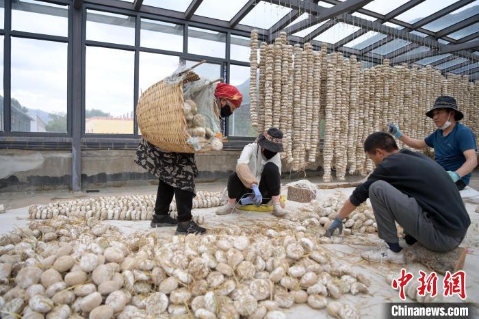 5月10日，甘肅省甘南藏族自治州迭部縣一青稞酒廠，工作人員用青稞面和青稞草等制成的曲坯用繩子串起來，方便掛起來曬干。九美旦增　攝