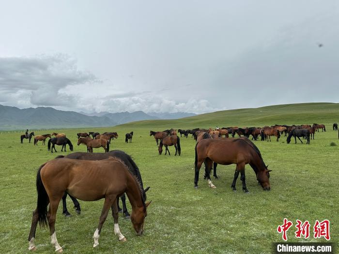 7月中旬，在山丹馬場草原上吃草的“山丹馬”?！〈魑牟?攝