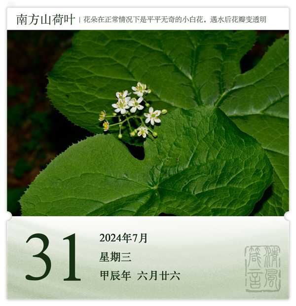 1722331762494466.png 箴歷日歷7-31.png