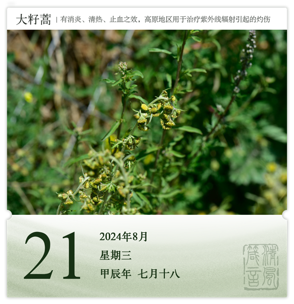 1722581757230129.png 箴歷日歷8-21.png