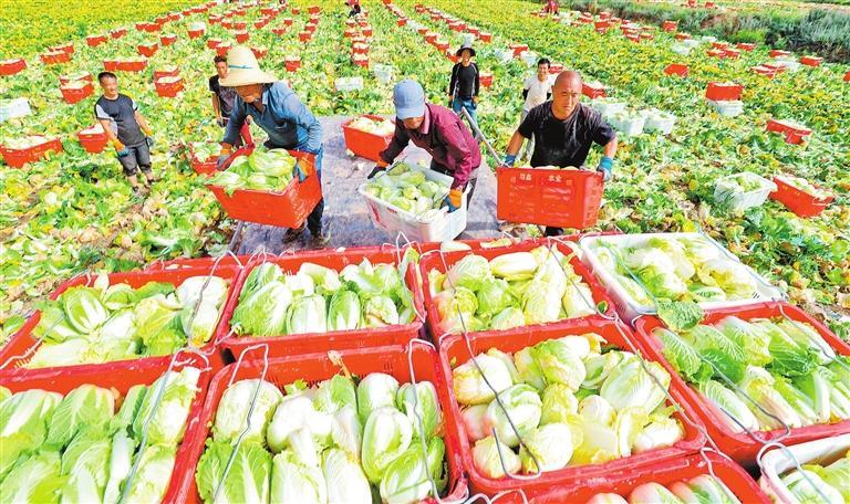 山丹高原夏菜喜獲豐收