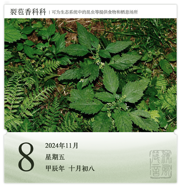 1730187749801546.png 箴歷日歷11-8.png