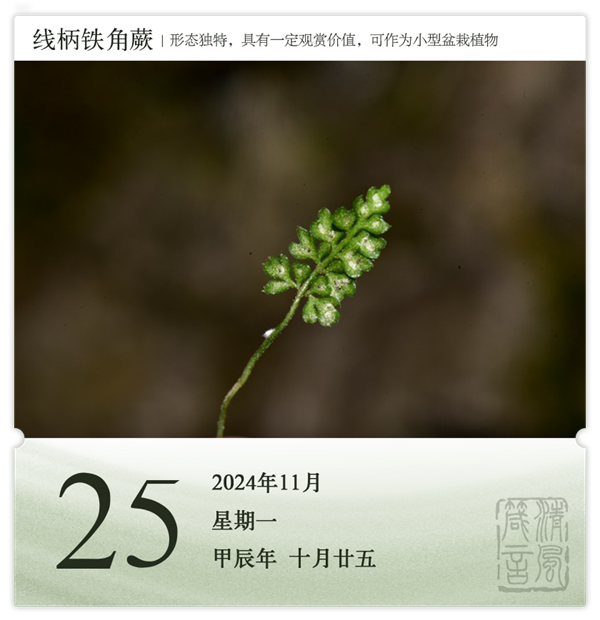 1730189919764459.png 箴歷日歷11-25.png