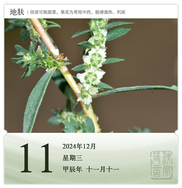 1732869390270476.png 箴歷日歷12-11.png