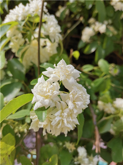 1737357561183127.jpg 木香花 (1).jpg