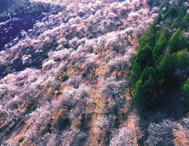 賞千畝杏花 興古道文化
