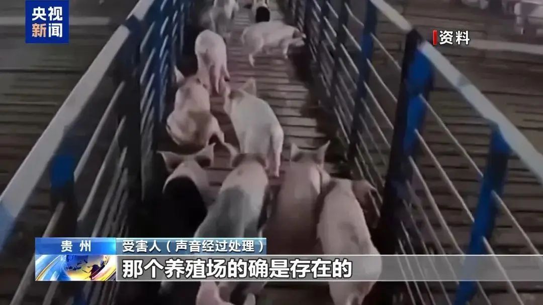 “云養豬”穩賺不賠？小心上當！
