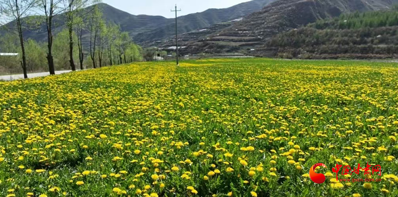 漳縣：小小蒲公英 開出“致富花”