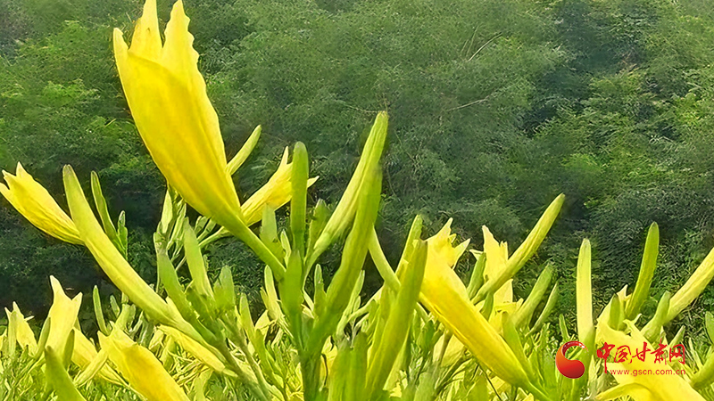 涇川：黃花菜開出“致富花”