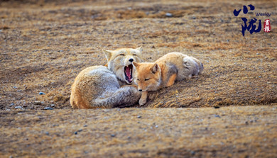 張掖：生態保護成效明顯 野生動物“組團露臉”