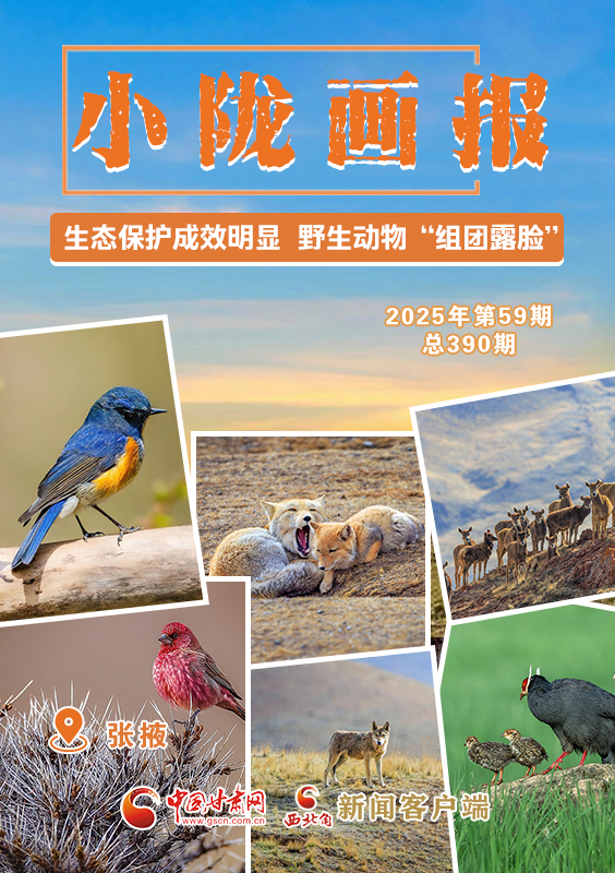 【小隴畫報·390期】張掖：生態保護成效明顯 野生動物“組團露臉”