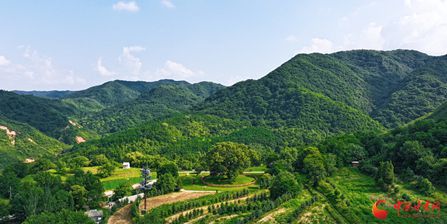 平涼崇信：盛夏時節 古槐花開