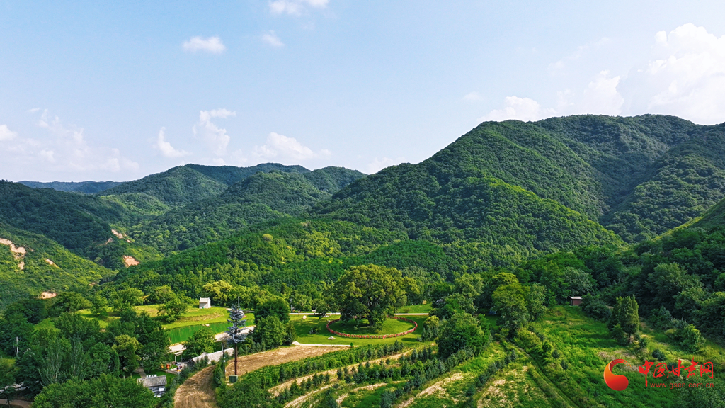 隴拍客丨平涼崇信：盛夏時節 古槐花開
