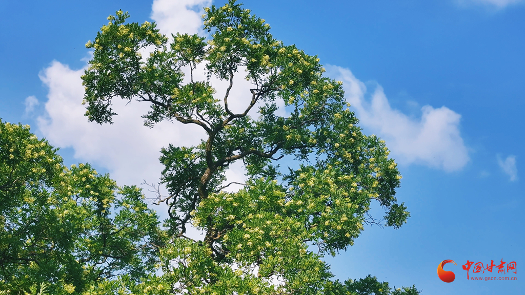 平涼崇信：盛夏時節 古槐花開
